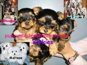 Yorkie+shih+tzu+mix+puppies+for+sale