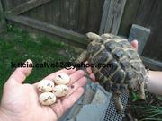 tortoises and tortoise eggs for sale